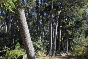 Lago Traful, Villa Traful, Neuquen, Patagonia Argentina