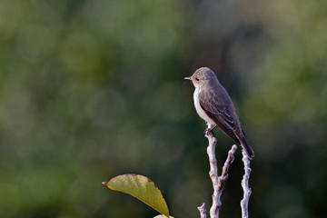 Fototapeta premium Spotted flycatcher (Muscicapa striata), Crete, Greece