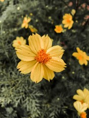 yellow flowers in the garden