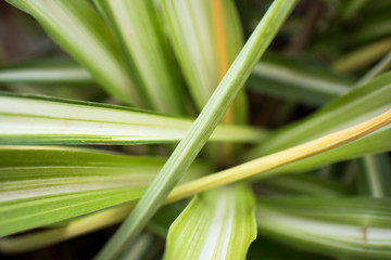 tropical plant top view