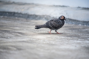 Close up a fluffy ruffled sick pigeon on asphalt background