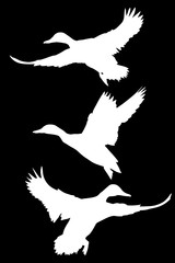  three flying ducks silhouettes isolated on black
