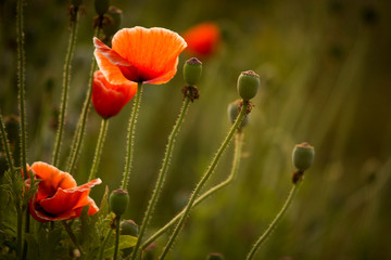 Obraz premium poppy field of red poppies