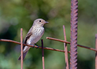 Spotted flycatcher (Muscicapa striata), Crete, Greece