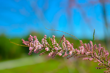 Branch of a pink Tamarix blooming on a turquoise background
