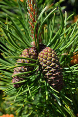 Wood River in Jackson Kimball State Park Oregon