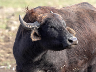 Domestic buffalo in the Hortobágy National Park, Hungary
