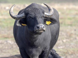 Obraz premium Domestic buffalo in the Hortobágy National Park, Hungary