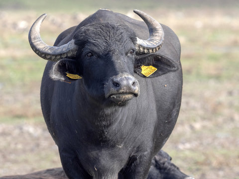 Domestic buffalo in the Hortobágy National Park, Hungary