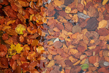Fall Leafes gliding in clear water