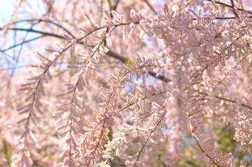 Branch of a pink Tamarix blooming on a turquoise background
