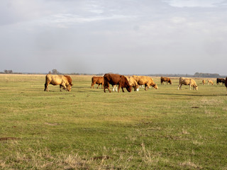 Naklejka na ściany i meble Cows on grazing, Hortobágy, Hungary