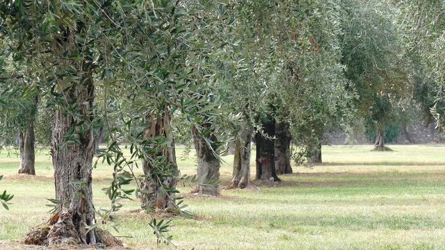 many olive trees in a meadow
