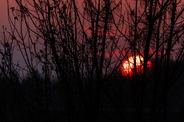 Beautiful sunset behind the trees with red sky