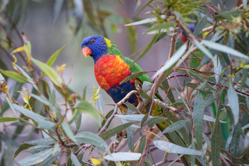 Eastern Rosella's feeding in a garden in Victoria, Australia