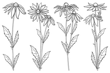 Vector set with outline Rudbeckia hirta or black-eyed Susan flower bunch, ornate leaf and bud in black isolated on white background. Contour Rudbeckia flowers for summer design or coloring book.