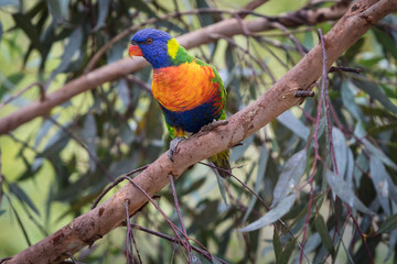 Eastern Rosella's feeding in a garden in Victoria, Australia