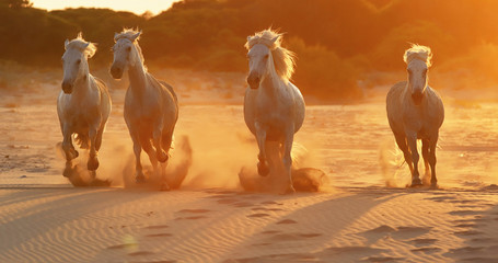 Running horses on sand 