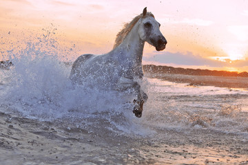 Fototapeta premium Prowadzenie koni w wodzie