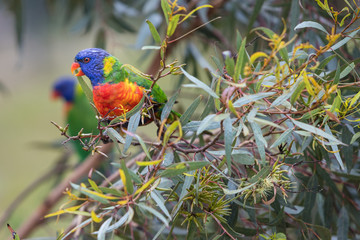 Eastern Rosella's feeding in a garden in Victoria, Australia