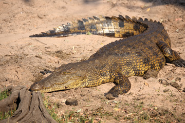 Afrika Krokodil