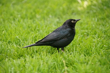 Black Bird