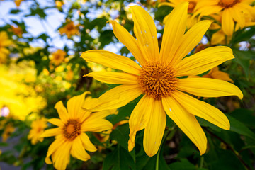 Sunrise Landscape nature of golden mountain by Mexican sunflower field name Tung Bua Tong in Maehongson (Mae Hong Son),Thailand.