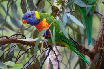 Eastern Rosella's feeding in a garden in Victoria, Australia