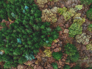 Autumn forest from above