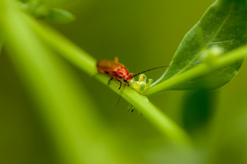 ant on leaf