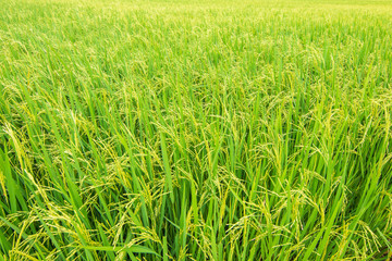 Rice field in Thailand