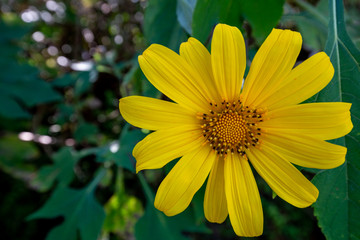 Sunrise Landscape nature of golden mountain by Mexican sunflower field name Tung Bua Tong in Maehongson (Mae Hong Son),Thailand.