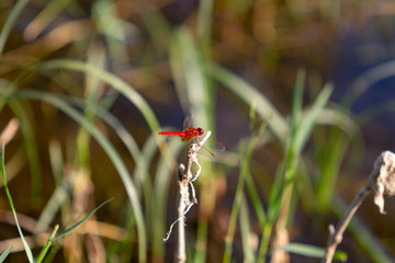 ladybird on grass
