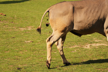 A common eland carrying out the need. Shit fall down from butt of eland in the park