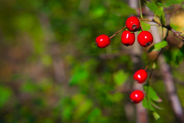 close up hawthorn berries