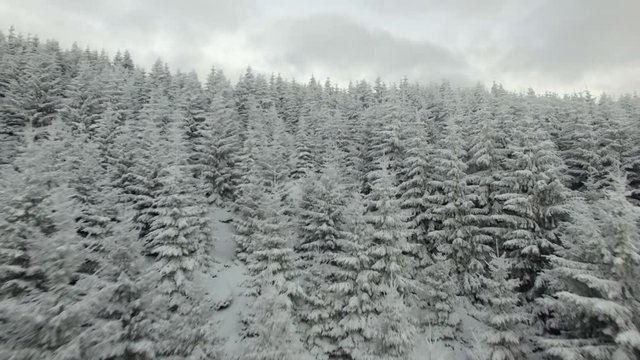 Aerial view on rocks, forest and trees covered with snow at mountain.