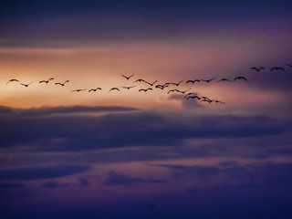 Common Crane flocks, Grus grus at sunset inn Hortobágy National Park, Hungary