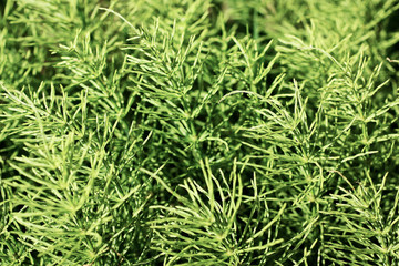 Green grass - nature background of Horsetail or Equisetum. Wild healing plants, close up.