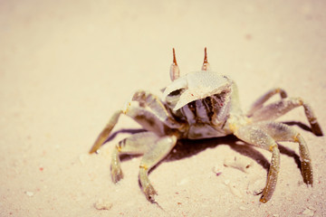Crab on a sandy beach close up