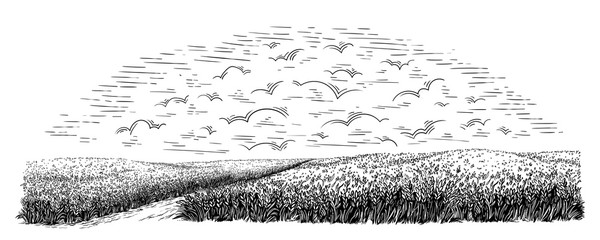 rural field with ripe wheat on background of clouds. Vector illustration © vectorgoods