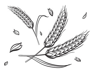 a few ears of wheat on a beige background hand drawing vector illustration sketch