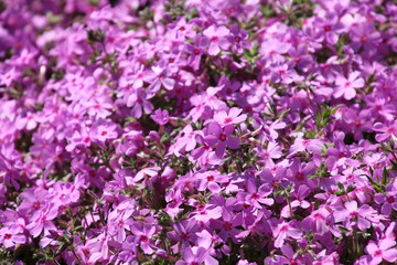 ジュピアランドひらたの芝桜（福島県・平田村）