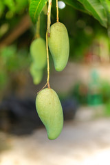Close up green mango tree, Tropical fruit