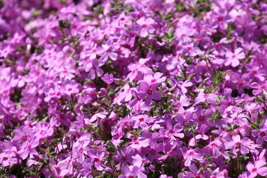 4 件の最適な ジュピアランドひらたの芝桜 画像 ストック写真 ベクター Adobe Stock 4 件の最適な ジュピアランドひらたの芝桜 画像 ストック写真 ベクター Adobe Stock