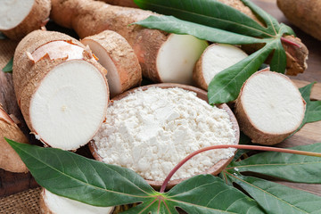 Raw yucca starch on the wooden table - Manihot esculenta.