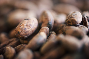 Closeup of dried cocoa beans being prepared for chocolate making