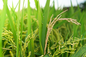 Close up Japanese rice field, Paddy field