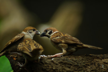 Philippine Maya Bird or Eurasian Tree Sparrow or Passer montanus perching on a tree branch mouth feeding other bird