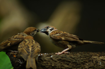 Philippine Maya Bird or Eurasian Tree Sparrow or Passer montanus perching on a tree branch mouth feeding other bird