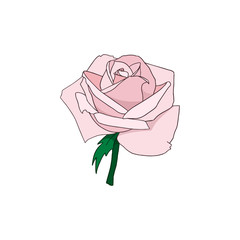 Pink Rose. Hand drawn gentle flower of rose isolated on white background. Symbol of love, decoration element for wedding, Valentine's day, print, icon. Sketch style, vector illustration.